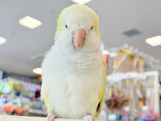 【動画更新🪄】デレた瞬間の爆発的可愛さ💣❤️🔥オキナインコ(アクアブルーパリドイノ) オキナインコ