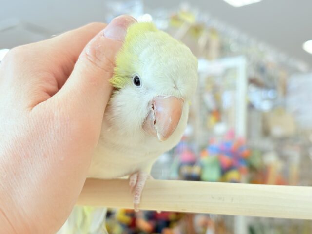 【動画更新🪄】デレた瞬間の爆発的可愛さ💣❤️🔥オキナインコ(アクアブルーパリドイノ) オキナインコ