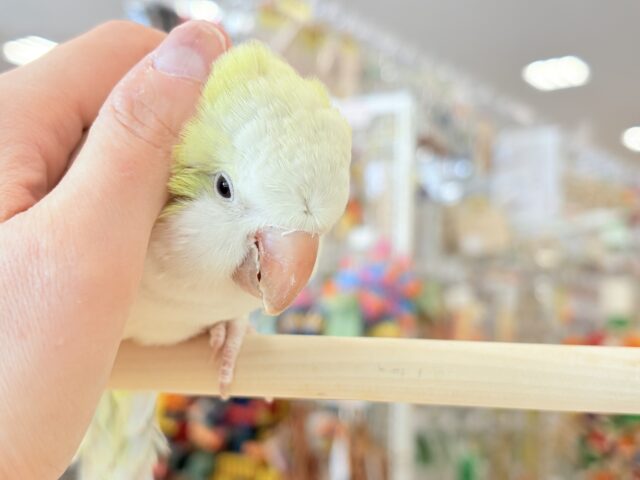【動画更新🪄】デレた瞬間の爆発的可愛さ💣❤️🔥オキナインコ(アクアブルーパリドイノ) オキナインコ