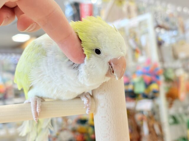 オキナインコ