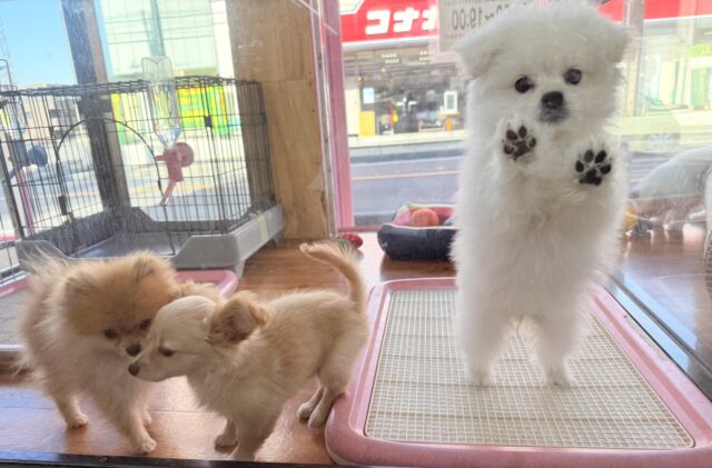 最新画像📸ハーフ犬(ペキニーズ✖️ビションフリーゼ)女の子♪ふわもこシュークリーム☁️ ペキビション