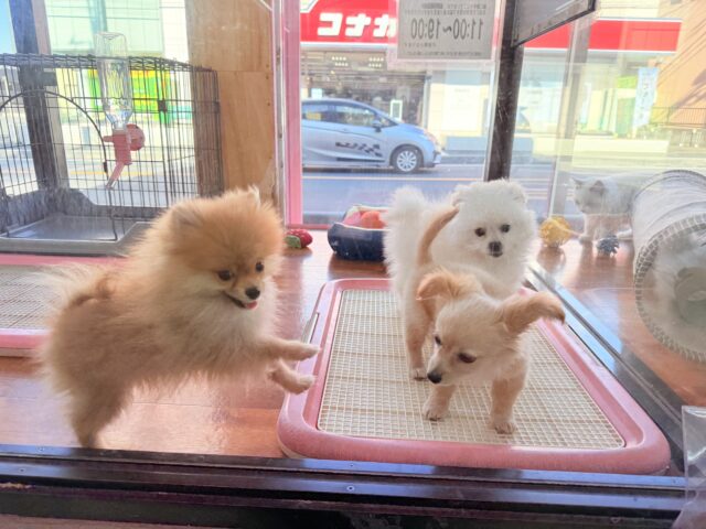 最新画像📸ハーフ犬(ペキニーズ✖️ビションフリーゼ)女の子♪ふわもこシュークリーム☁️ ペキビション