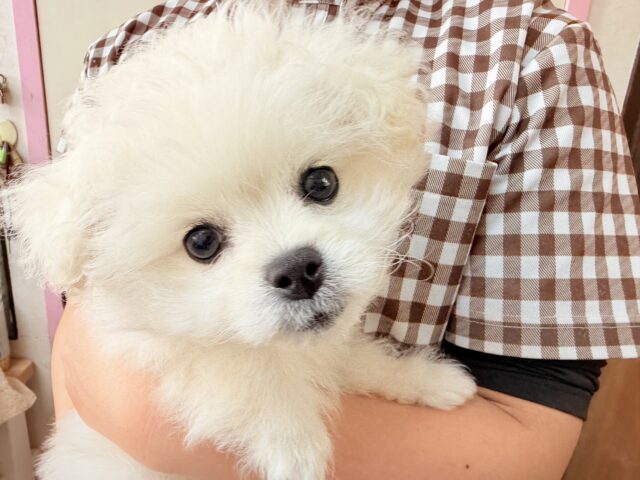 最新画像📸ハーフ犬(ペキニーズ✖️ビションフリーゼ)女の子♪ふわもこシュークリーム☁️ ペキビション