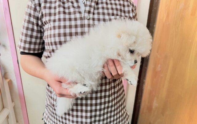 最新画像📸ハーフ犬(ペキニーズ✖️ビションフリーゼ)女の子♪ふわもこシュークリーム☁️ ペキビション