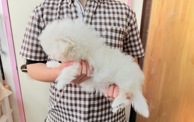 最新画像📸ハーフ犬(ペキニーズ✖️ビションフリーゼ)女の子♪ふわもこシュークリーム☁️ ペキビション