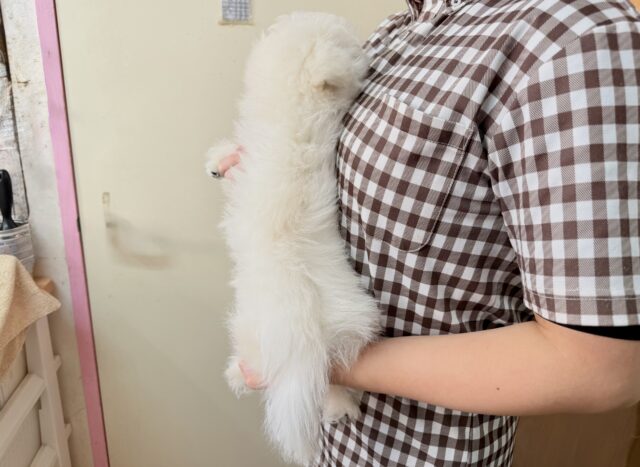 最新画像📸ハーフ犬(ペキニーズ✖️ビションフリーゼ)女の子♪ふわもこシュークリーム☁️ ペキビション