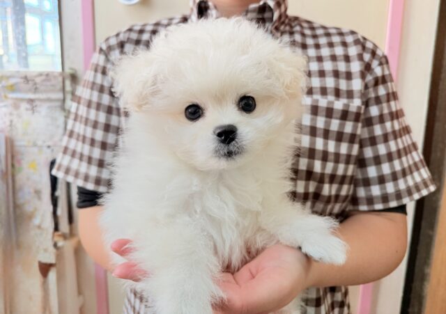 最新画像📸ハーフ犬(ペキニーズ✖️ビションフリーゼ)女の子♪ふわもこシュークリーム☁️ ペキビション