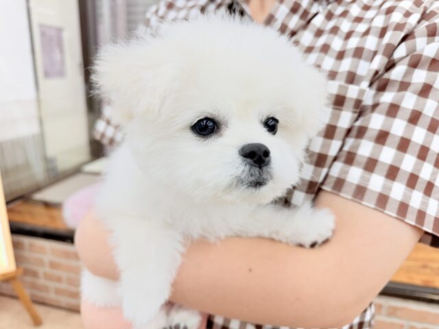 最新画像📸ハーフ犬(ペキニーズ✖️ビションフリーゼ)女の子♪ふわもこシュークリーム☁️ ペキビション