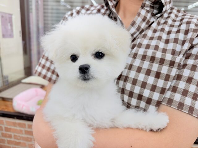 最新画像📸ハーフ犬(ペキニーズ✖️ビションフリーゼ)女の子♪ふわもこシュークリーム☁️ ペキビション