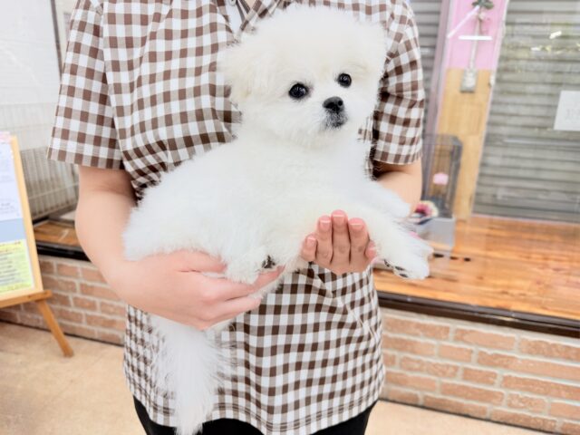 最新画像📸ハーフ犬(ペキニーズ✖️ビションフリーゼ)女の子♪ふわもこシュークリーム☁️ ペキビション