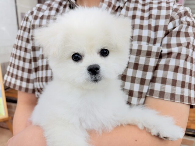 最新画像📸ハーフ犬(ペキニーズ✖️ビションフリーゼ)女の子♪ふわもこシュークリーム☁️ ペキビション