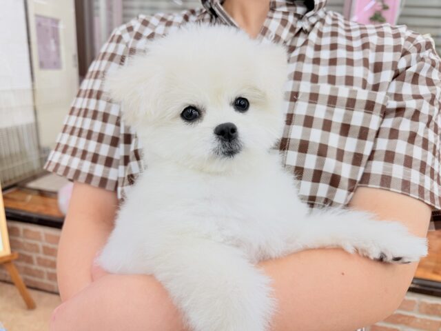 最新画像📸ハーフ犬(ペキニーズ✖️ビションフリーゼ)女の子♪ふわもこシュークリーム☁️ ペキビション