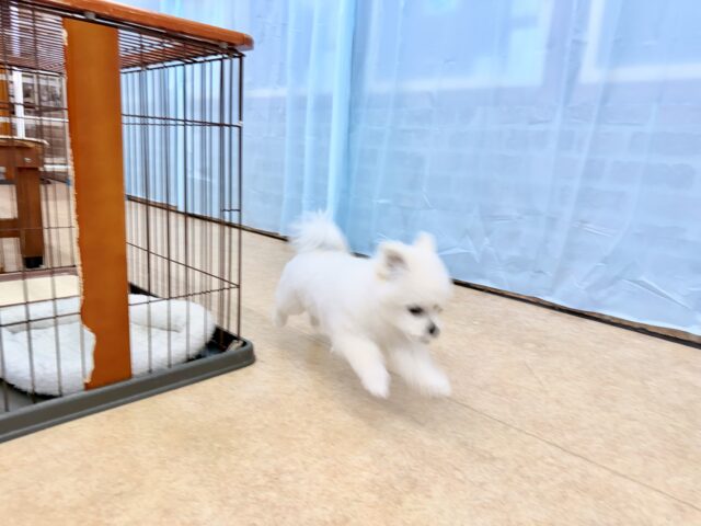 最新画像📸ハーフ犬(ペキニーズ✖️ビションフリーゼ)女の子♪ふわもこシュークリーム☁️ ペキビション