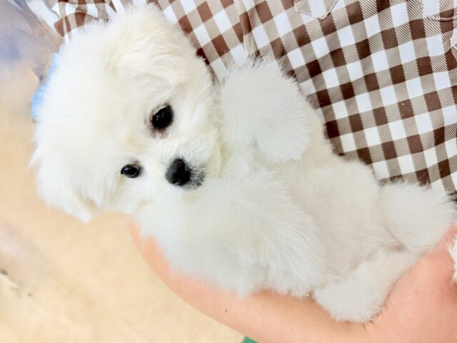 最新画像📸ハーフ犬(ペキニーズ✖️ビションフリーゼ)女の子♪ふわもこシュークリーム☁️ ペキビション