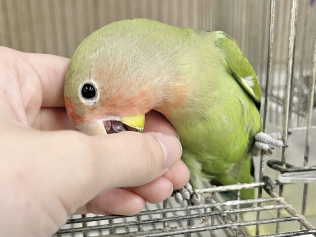 最新画像になります☆丸ぽちゃから贈りものーー♪♪ 笑顔が可愛いコっ♡ コザクラインコ ノーマル~~ コザクラインコ(小桜インコ)