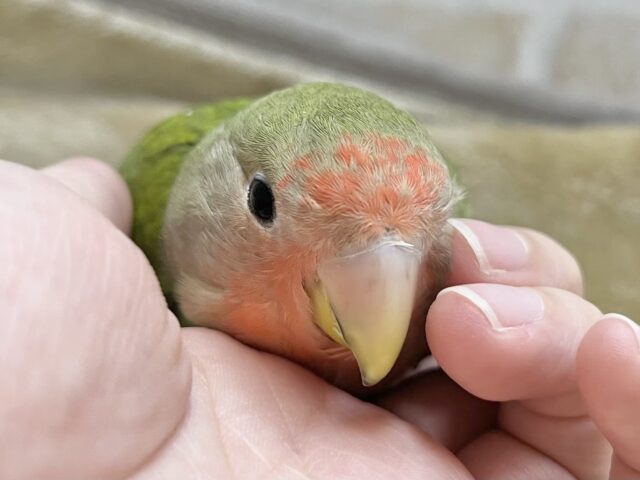 最新画像になります☆丸ぽちゃから贈りものーー♪♪ 笑顔が可愛いコっ♡ コザクラインコ ノーマル~~ コザクラインコ(小桜インコ)