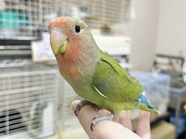 最新画像になります☆丸ぽちゃから贈りものーー♪♪ 笑顔が可愛いコっ♡ コザクラインコ ノーマル~~ コザクラインコ(小桜インコ)