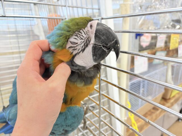 【動画更新🪄】👑初入舎👑鮮やか瑠璃色に魅せられる♡ルリコンゴウインコ(女の子) ルリコンゴウインコ