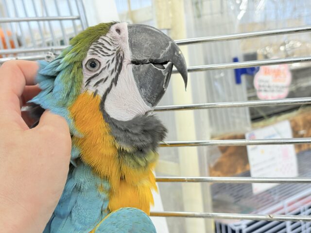 【動画更新🪄】👑初入舎👑鮮やか瑠璃色に魅せられる♡ルリコンゴウインコ(女の子) ルリコンゴウインコ