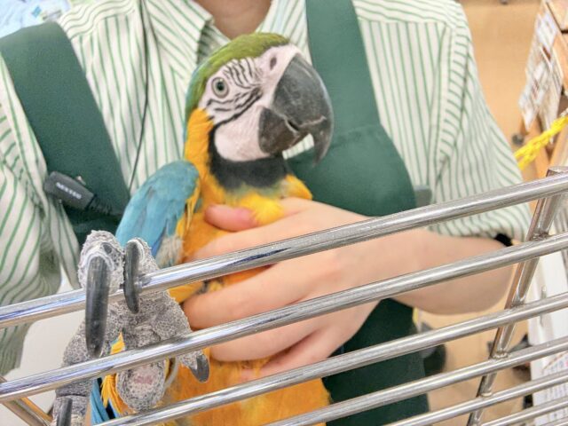 【動画更新🪄】👑初入舎👑鮮やか瑠璃色に魅せられる♡ルリコンゴウインコ(女の子) ルリコンゴウインコ