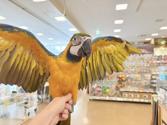 【動画更新🪄】👑初入舎👑鮮やか瑠璃色に魅せられる♡ルリコンゴウインコ(女の子) ルリコンゴウインコ