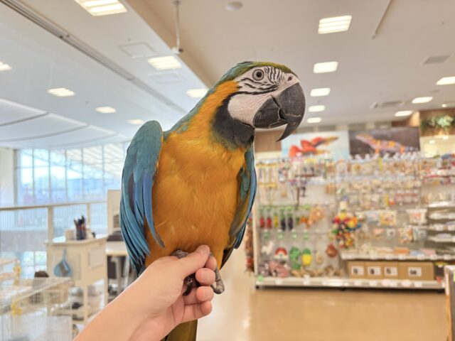 【動画更新🪄】👑初入舎👑鮮やか瑠璃色に魅せられる♡ルリコンゴウインコ(女の子) ルリコンゴウインコ