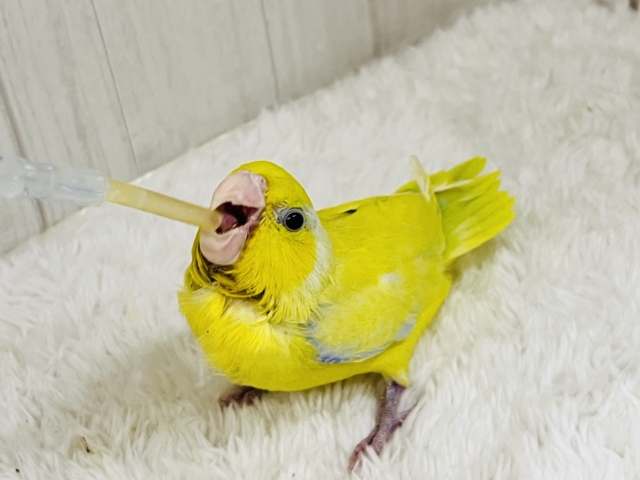 マメルリハ