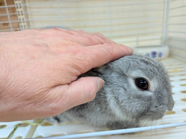 最新画像あります!モフモフミニウサギさんが来ました〜 ミニウサギ