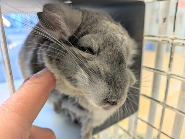 最新画像有ります⭐️まん丸おめめがキュートな子っ❣️チンチラのバイオレット!! チンチラ