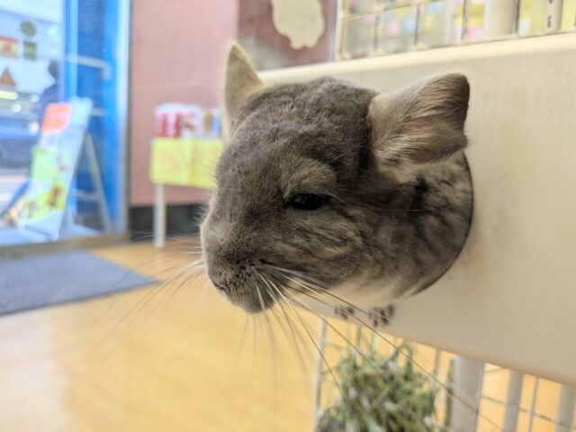 最新画像有ります⭐️まん丸おめめがキュートな子っ❣️チンチラのバイオレット!! チンチラ