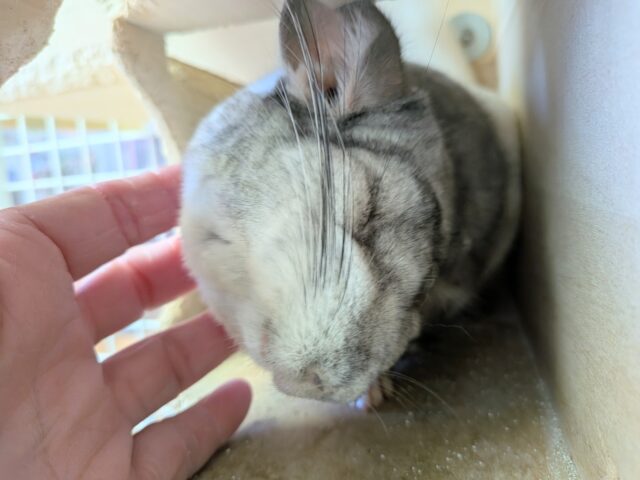 最新画像有ります💕お腹で分かれるお色が素敵です✨チンチラのパイド🩶🖤 チンチラ