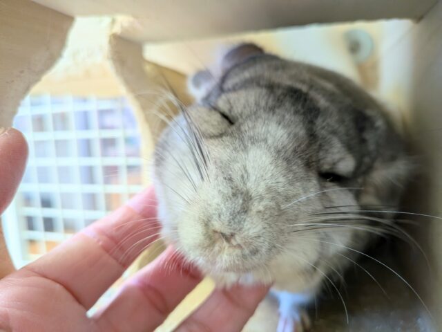 最新画像有ります💕お腹で分かれるお色が素敵です✨チンチラのパイド🩶🖤 チンチラ