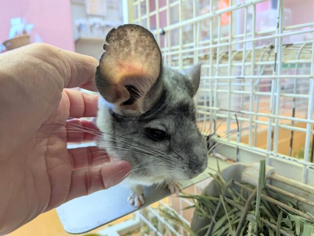 最新画像有ります💕お腹で分かれるお色が素敵です✨チンチラのパイド🩶🖤 チンチラ