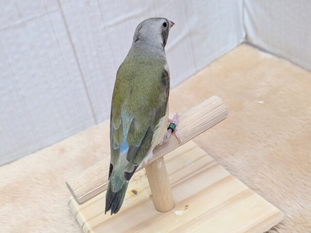 最新画像有ります🙌和風美形!コキン鳥ヒナさん来ました〜 コキンチョウ