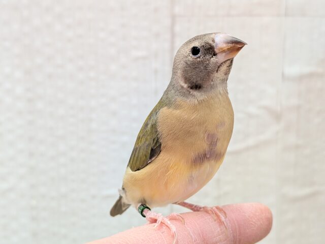 最新画像有ります🙌和風美形!コキン鳥ヒナさん来ました〜 コキンチョウ