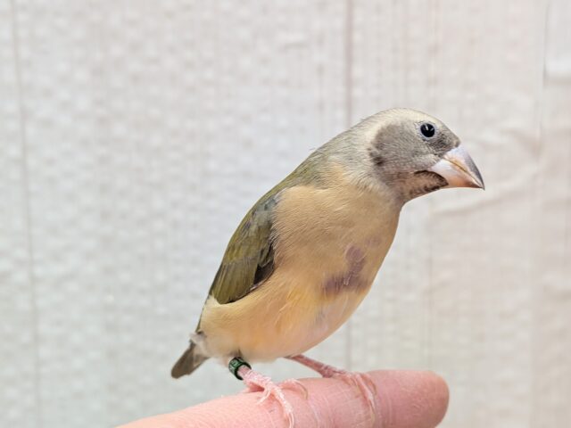 最新画像有ります🙌和風美形!コキン鳥ヒナさん来ました〜 コキンチョウ