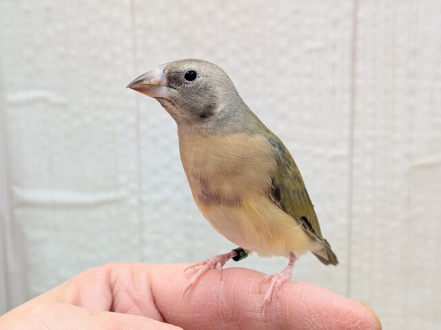 最新画像有ります🙌和風美形!コキン鳥ヒナさん来ました〜 コキンチョウ