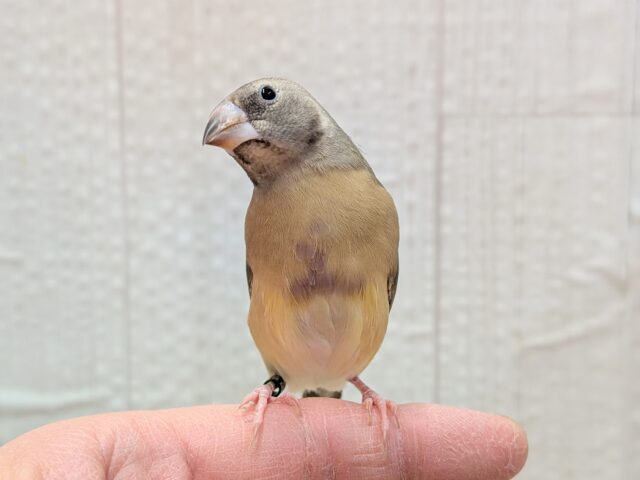 最新画像有ります🙌和風美形!コキン鳥ヒナさん来ました〜 コキンチョウ