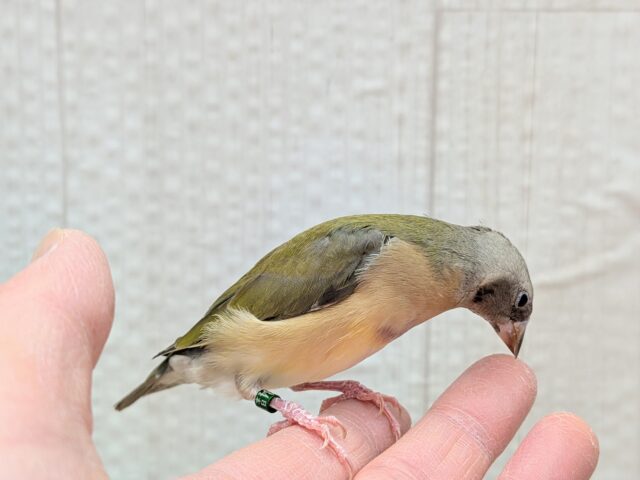 最新画像有ります🙌和風美形!コキン鳥ヒナさん来ました〜 コキンチョウ