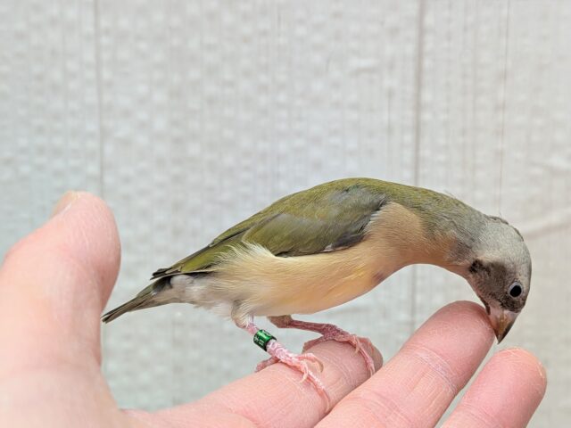 最新画像有ります🙌和風美形!コキン鳥ヒナさん来ました〜 コキンチョウ