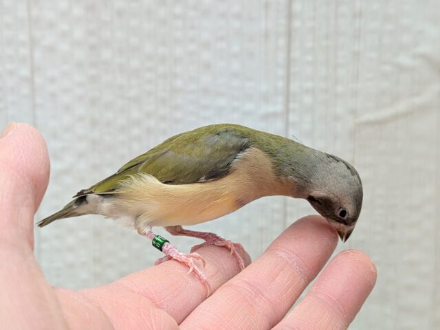 最新画像有ります🙌和風美形!コキン鳥ヒナさん来ました〜 コキンチョウ