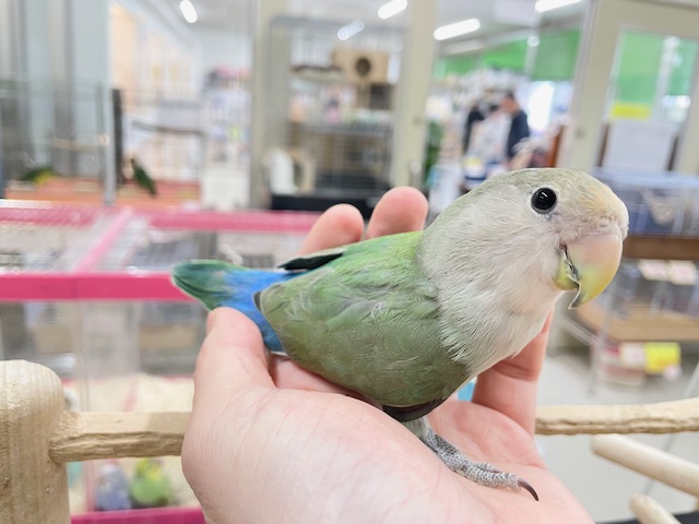 【☆最新画像更新☆】ブルーチェリーブルーチェリーカラーのコザクラちゃん💙💚💙💚 コザクライン コザクラインコ(小桜インコ)