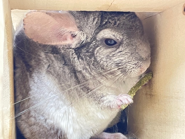 なでなで大好き☆もっちもちわらび餅ちゃん☆ シナモンカラーのチンチラちゃん♪ チンチラ
