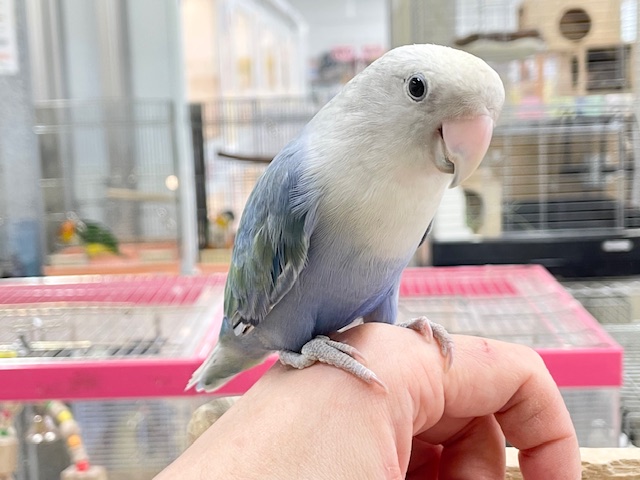 【☆最新画像更新☆】久々にバイオレットオパーリンのコザクラちゃん💙💛💙💛 コザクラインコ コザクラインコ(小桜インコ)