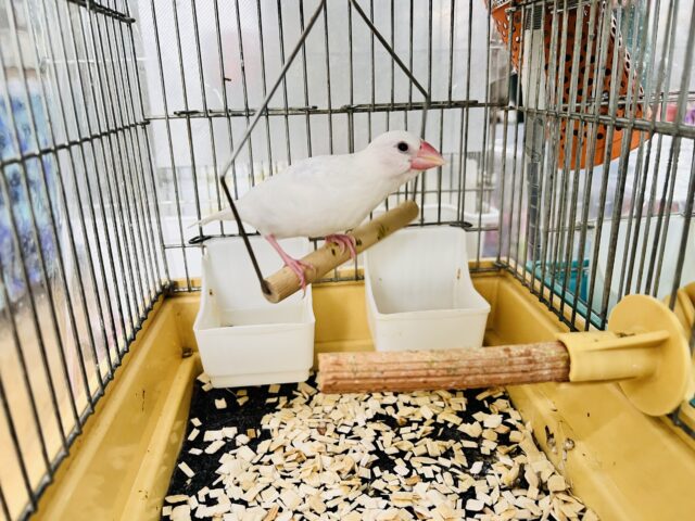 白文鳥