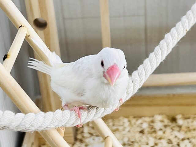 べたなれ目指してお世話中~✨白文鳥❤️ 白文鳥