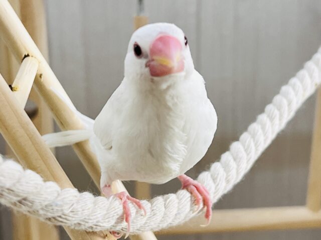 白文鳥