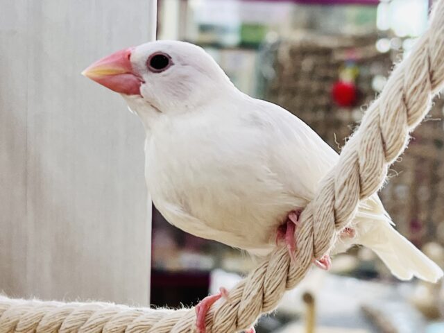 べたなれ目指してお世話中~✨白文鳥❤️ 白文鳥
