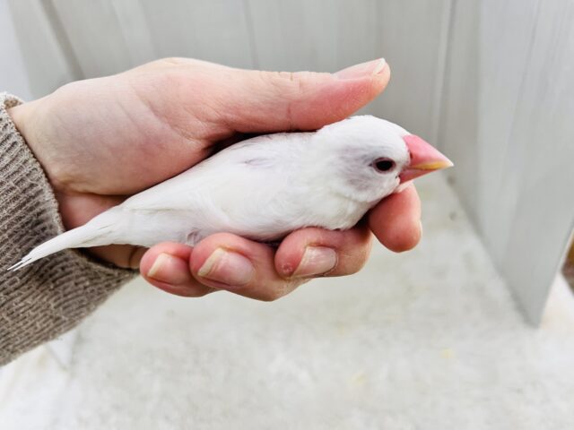 べたなれ目指してお世話中~✨白文鳥❤️ 白文鳥