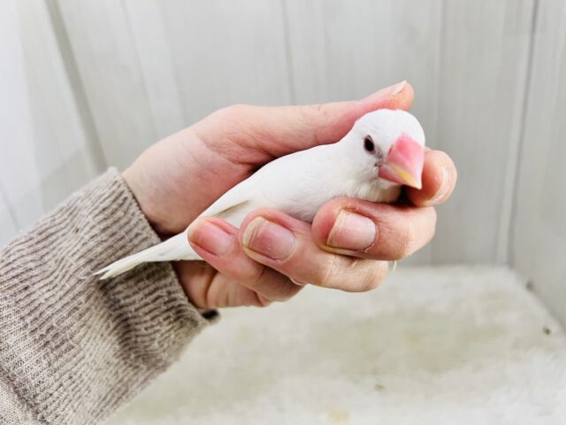 白文鳥